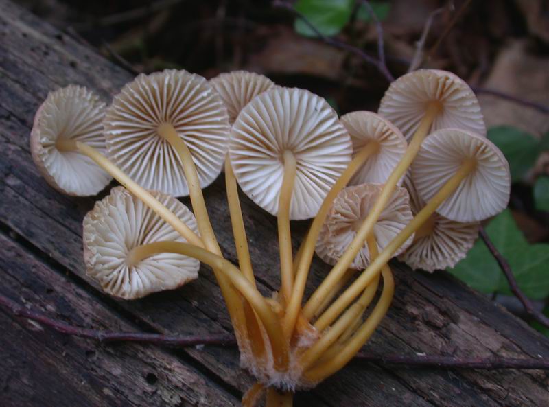 Escursione autunnale in Corsica - 3